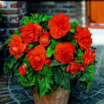 Begónia tuberosa Copper