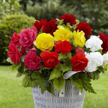 Begónia tuberosa Mix 8 Couleurs