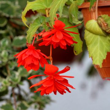 Begónia tuberosa pendula Orange