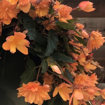 Begónia Belleconia Mango