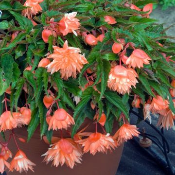 Begónia Belleconia Mango