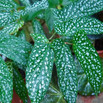 Begonia Wings Albopicta - Begónia-bambu