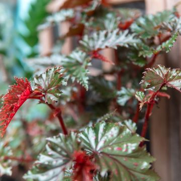 Begonia Wings serratipetala