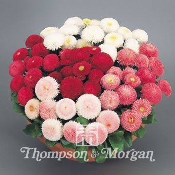 Bellis perennis Tasso Mixed em sementes