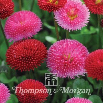 Bellis perennis Pomponette Mixed em sementes