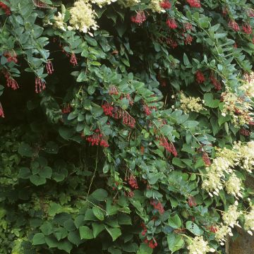 Berberidopsis corallina