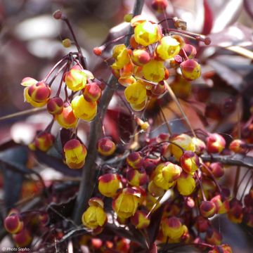 Berberis Thunderbolt