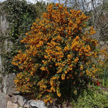 Berberis darwinii