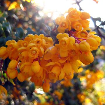 Berberis darwinii Compacta