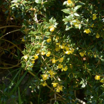 Berberis × frikartii Amstelveen Berberis × frikartii Amstelveen