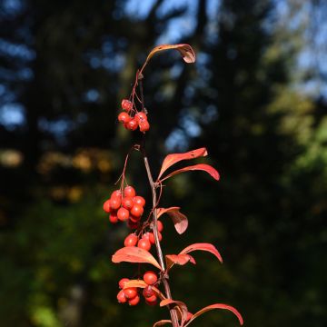 Berberis koreana