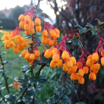 Berberis lologensis Apricot Queen