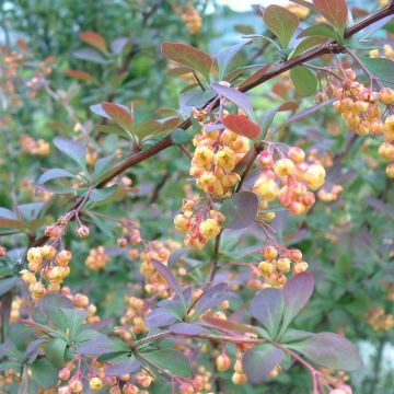 Berberis ottawensis Auricoma