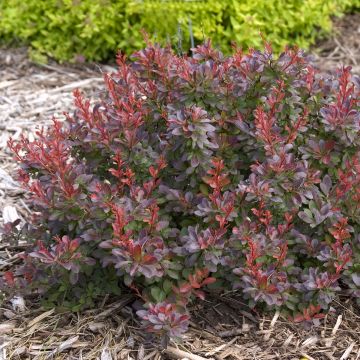 Berberis thunbergii Cabernet