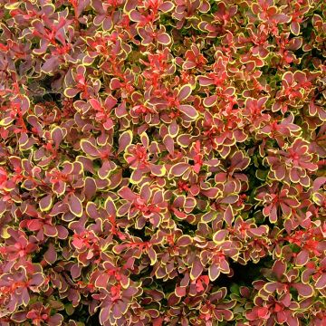Berberis thunbergii Golden Ruby Berberis thunbergii Golden Ruby