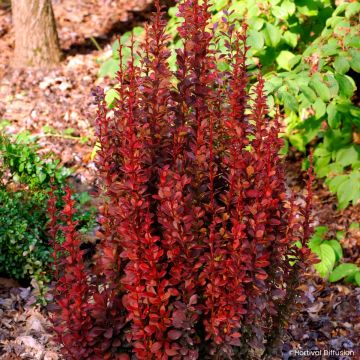 Berberis thunbergii Red Torch