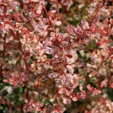 Berberis thunbergii Rosy Glow Berberis thunbergii Rosy Glow