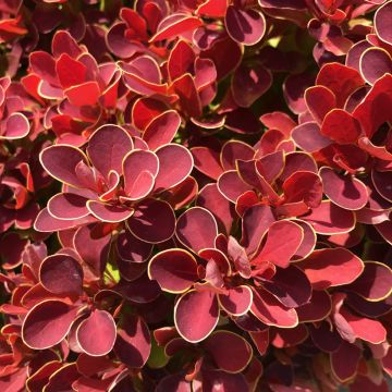 Berberis thunbergii Ruby Star Berberis thunbergii Ruby Star