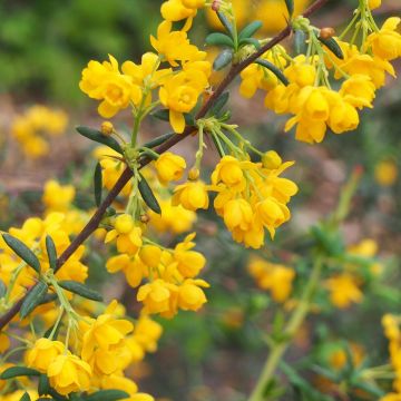 Berberis × stenophylla