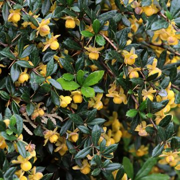 Berberis × hybrido
