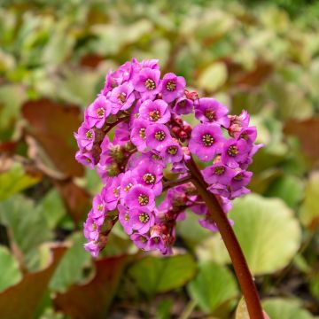Bergénia purpurascens