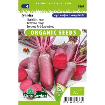 Beterraba vermelha Cylindra Bio