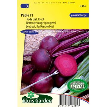 Beterraba vermelha Pablo F1