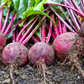 Beterraba vermelha Detroit 3, Variedade de Topo Curto Vilmorin