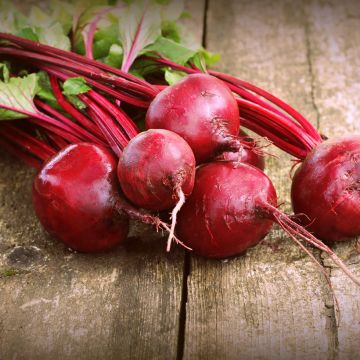 Beterraba Vermelha Detroit, Am. 2 - Nero