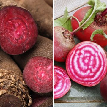 Beterrabas mistas - Ferme de Sainte Marthe Bio