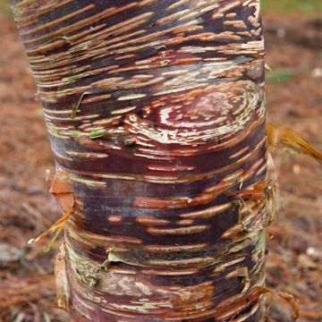 Betula ermanii Mount Zao Purple