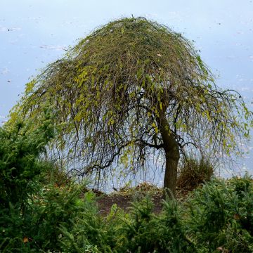 Betula pendula Magical Globe