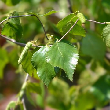 Betula pendula Spider Alley