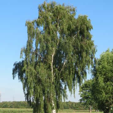Betula pendula