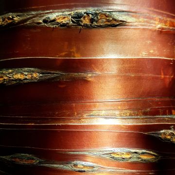 Betula utilis Nepalese Orange