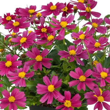 Bidens Bee my Sunshine Bidens Bee my Sunshine