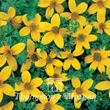 Bidens ferulifolia Golden Eye em sementes