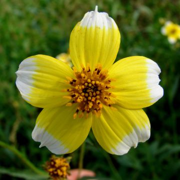 Bidens aurea Hannay's Lemon Drop