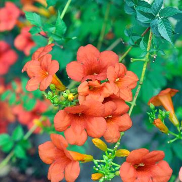 Bignónia Madame Galen