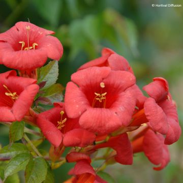 Bignónia Ebony & Red