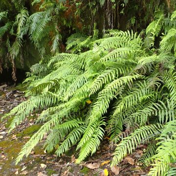 Blechnum novae