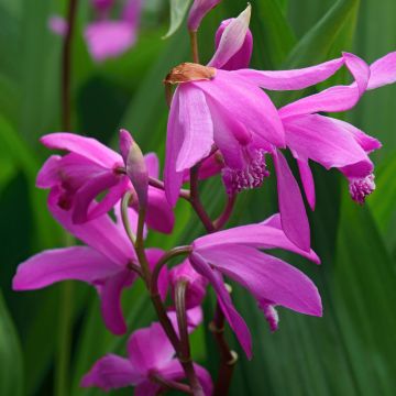 Bletilla striata Gabby Bletilla striata Gabby