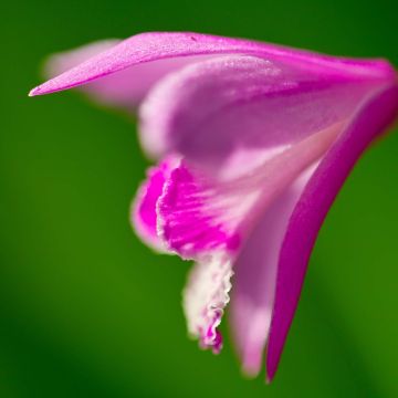 Bletilla striata Shi