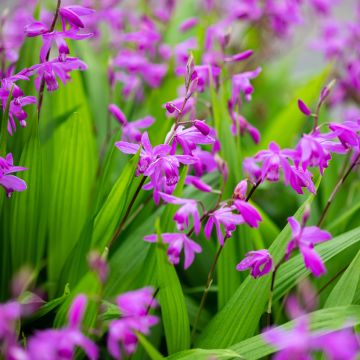 Bletilla striata Purple Bletilla striata Purple