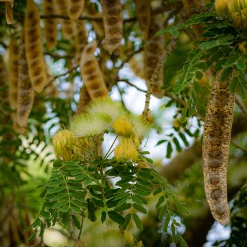 Albizia lebbeck - Acácia-de-Constantinopla