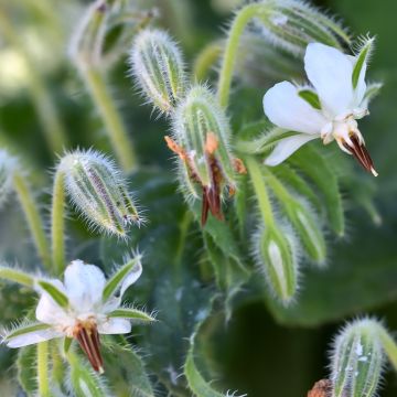 Borragem Alba sementes - Borago officinalis Borragem Alba sementes - Borago officinalis