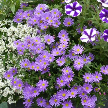 Brachycome angustifolia Brasco Violet