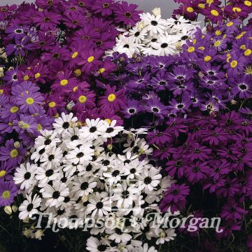 Brachyscome iberidifolia Bravo em sementes