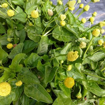 Agrião-do-pará - Acmella oleracea