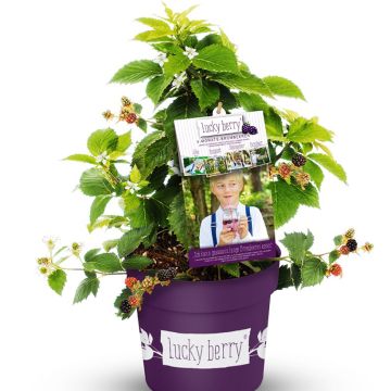 Amora-silvestre Lucky Berry